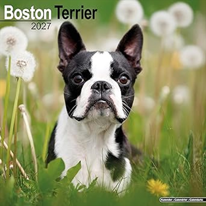Boston Terrier SS Wall Calendar 2027/Product Detail/Calendars & Diaries