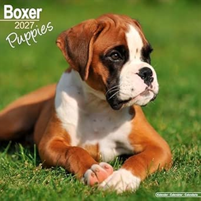 Boxer Puppies SS Wall Calendar 2027/Product Detail/Calendars & Diaries