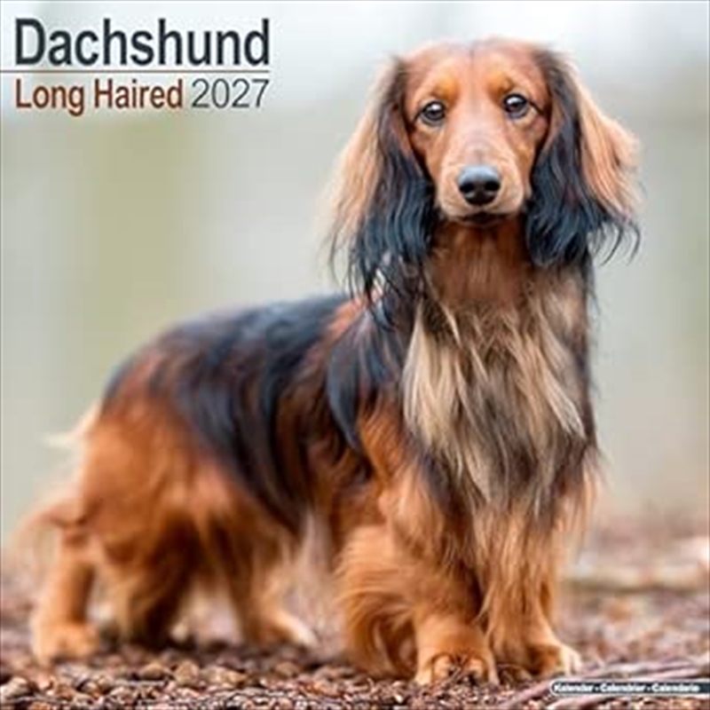 Dachshund Longhaired SS Wall Calendar 2027/Product Detail/Calendars & Diaries