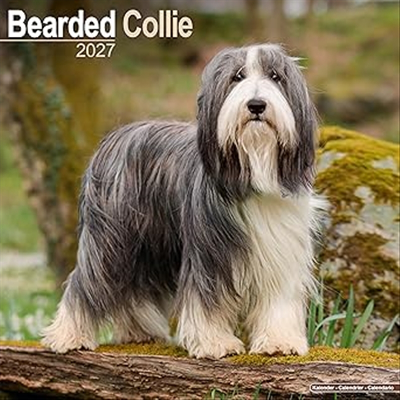 Bearded Collie SS Wall Calendar 2027/Product Detail/Calendars & Diaries