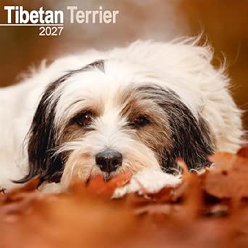 Tibetan Terrier SS Wall Calendar 2027/Product Detail/Calendars & Diaries