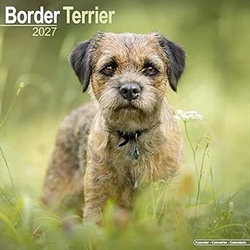 Border Terrier Wall Calendar 2027/Product Detail/Calendars & Diaries