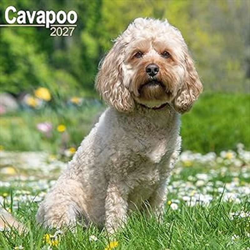 Cavapoo Wall Calendar 2027/Product Detail/Calendars & Diaries