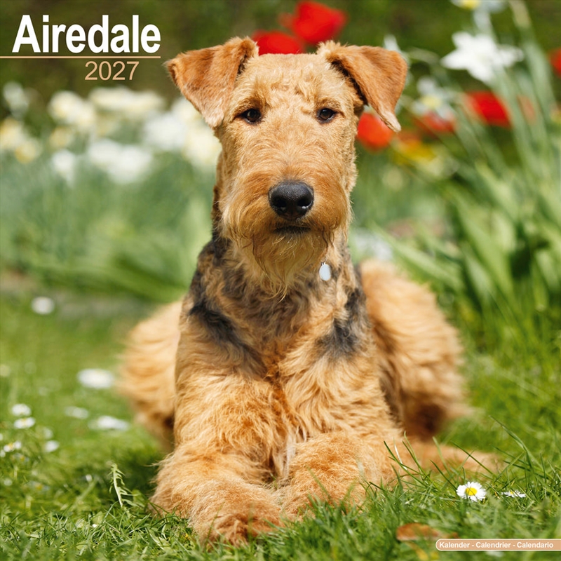 Airedale Terrier Wall Calendar 2027/Product Detail/Calendars & Diaries