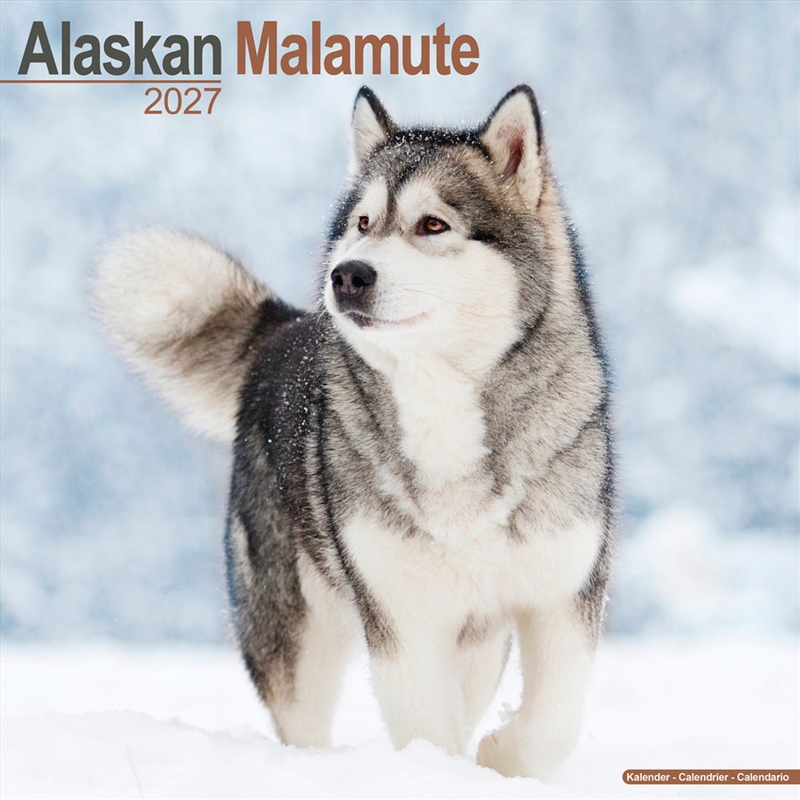 Alaskan Malamute Wall Calendar 2027/Product Detail/Calendars & Diaries
