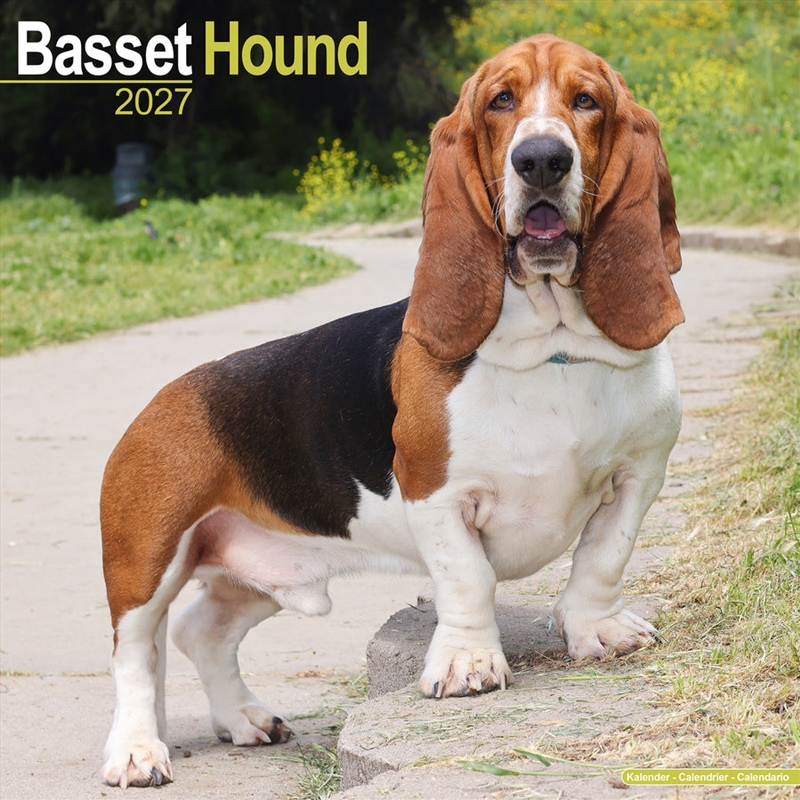 Basset Hound Wall Calendar 2027/Product Detail/Calendars & Diaries