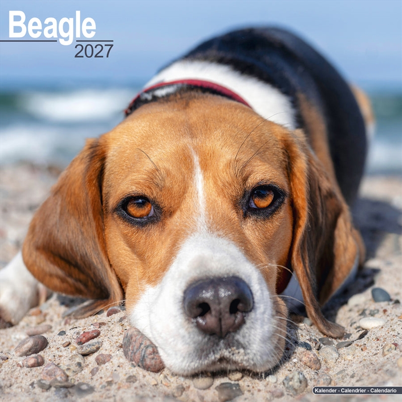 Beagle Wall Calendar 2027/Product Detail/Calendars & Diaries