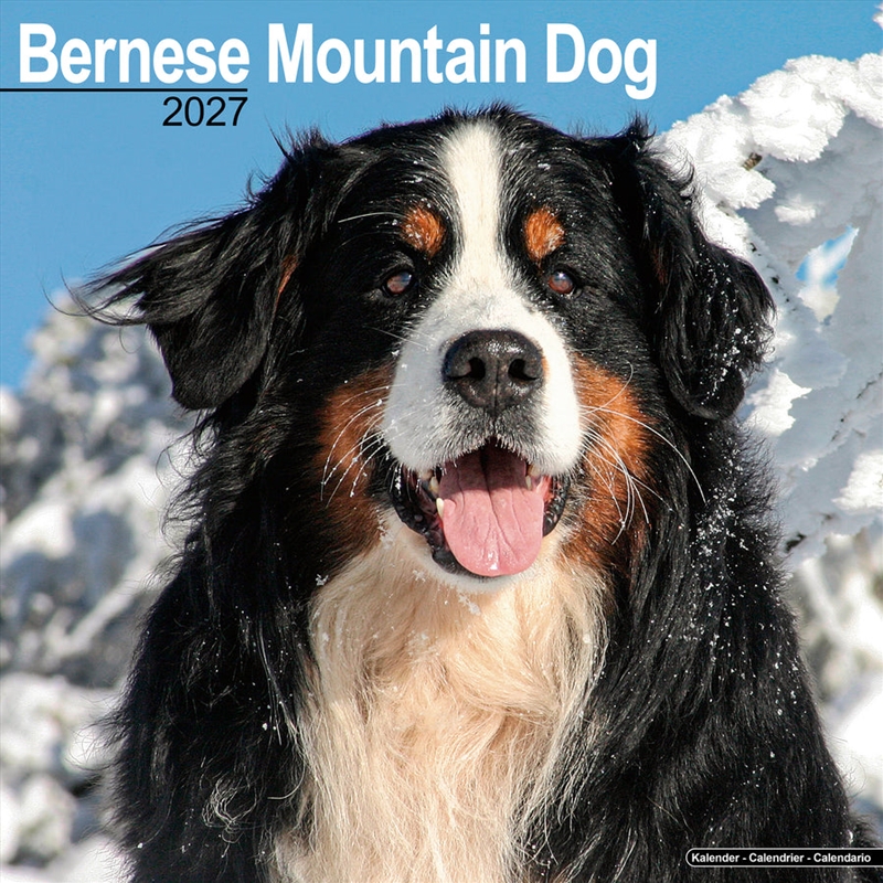 Bernese Mountain Dog Wall Calendar 2027/Product Detail/Calendars & Diaries