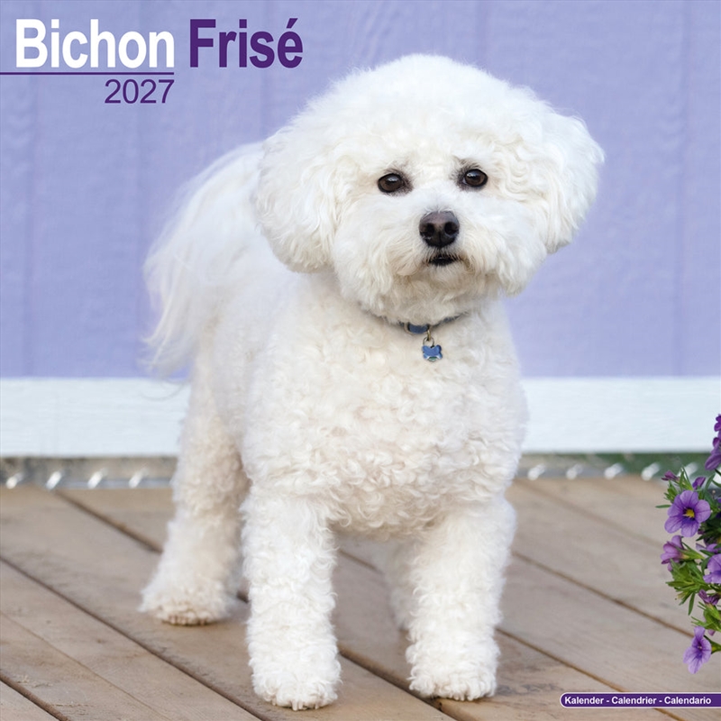 Bichon Frise Wall Calendar 2027/Product Detail/Calendars & Diaries