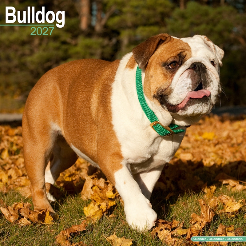 Bulldog Wall Calendar 2027/Product Detail/Calendars & Diaries