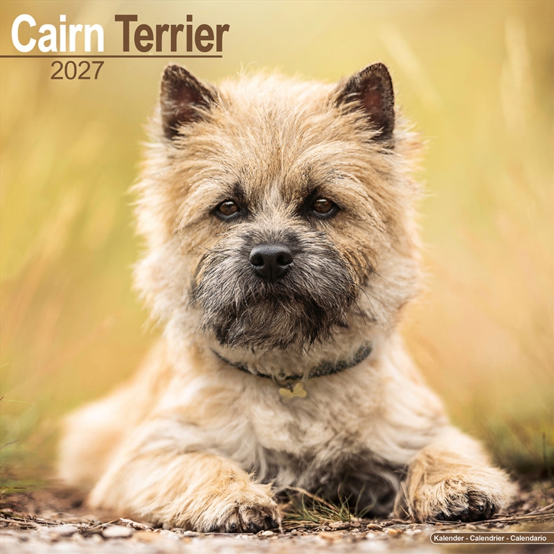 Cairn Terrier Wall Calendar 2027/Product Detail/Calendars & Diaries