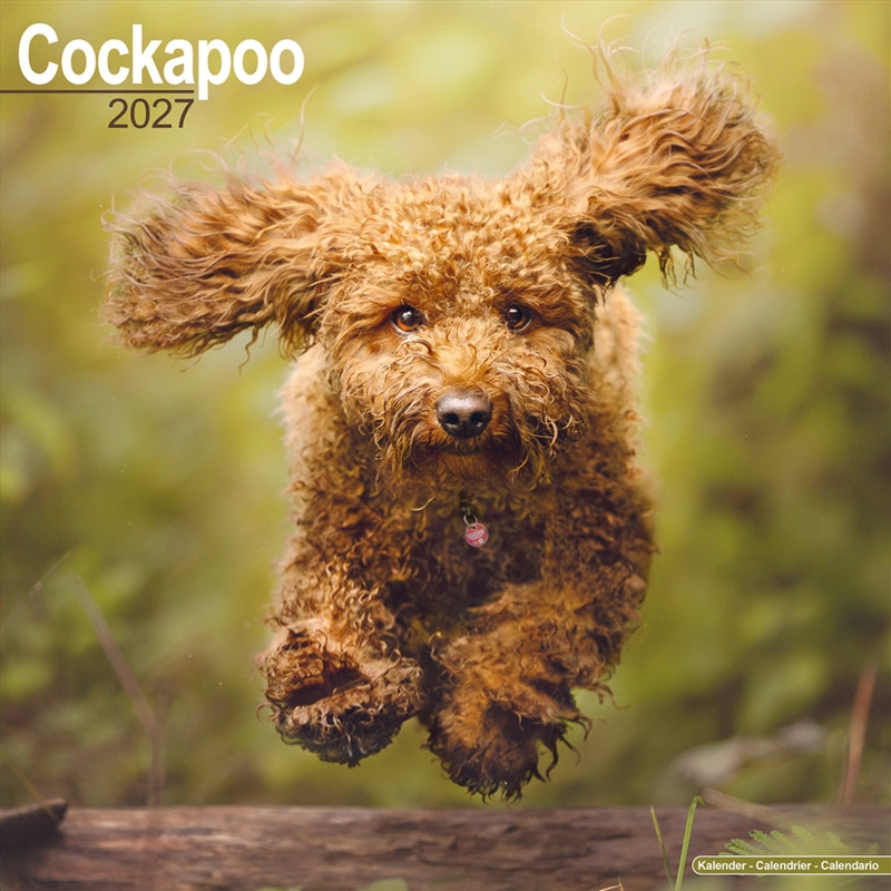 Cockapoo Wall Calendar 2027/Product Detail/Calendars & Diaries