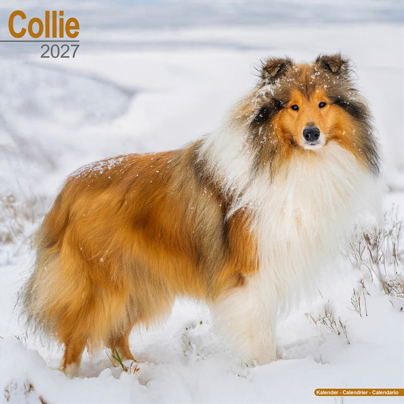 Collie Wall Calendar 2027/Product Detail/Calendars & Diaries