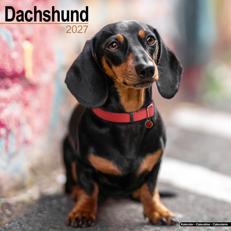 Dachshund Wall Calendar 2027/Product Detail/Calendars & Diaries