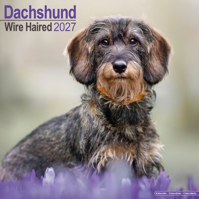 Dachshunds Wirehaired Wall Calendar 2027/Product Detail/Calendars & Diaries
