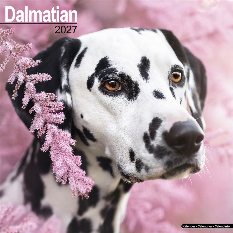 Dalmatian Wall Calendar 2027/Product Detail/Calendars & Diaries