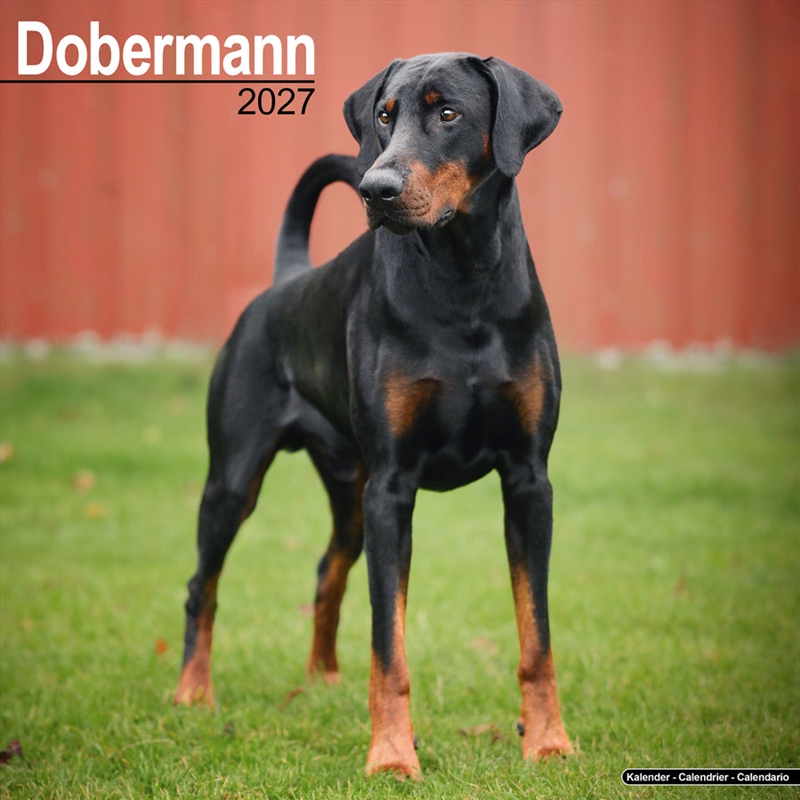 Dobermann Wall Calendar 2027/Product Detail/Calendars & Diaries