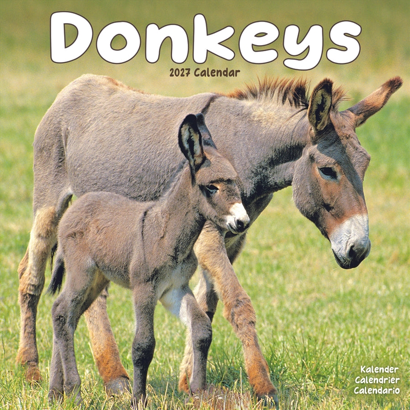 Donkeys W / AVONSI Calendar 2027/Product Detail/Calendars & Diaries