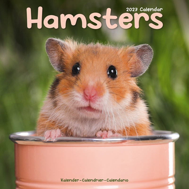 Hamsters Wall Calendar 2027/Product Detail/Calendars & Diaries