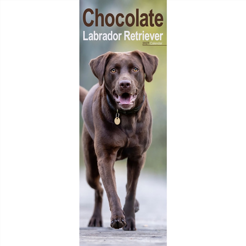 Labrador Retriever Chocolate Slim Calendar 2027/Product Detail/Calendars & Diaries