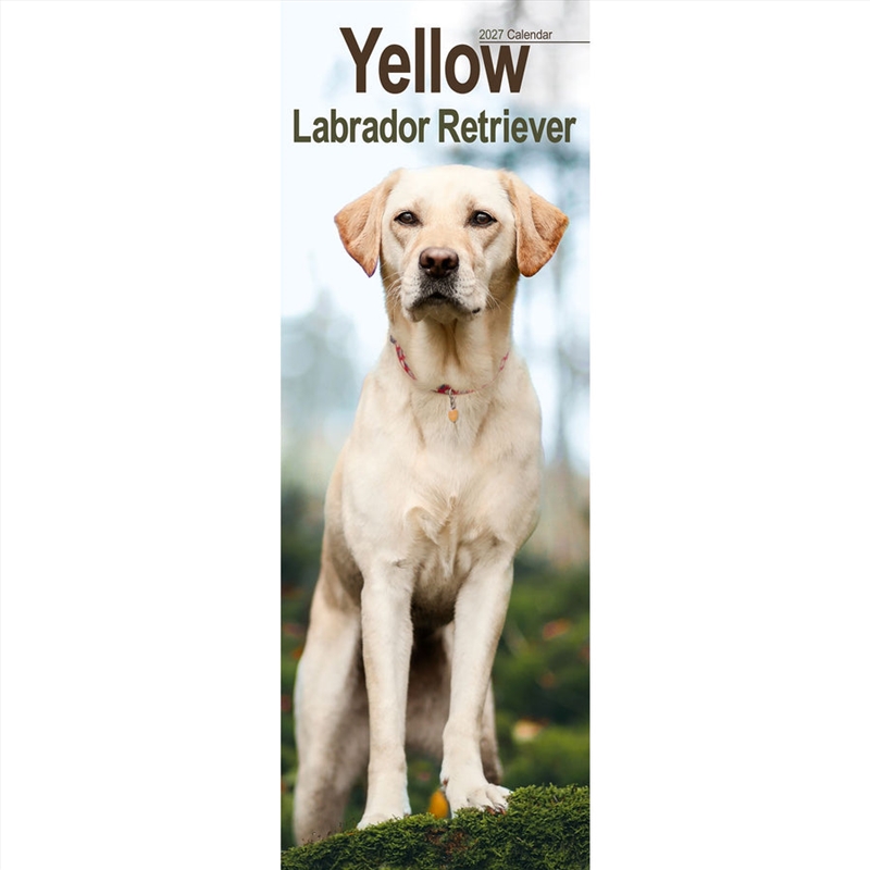 Labrador Retriever Yellow Slim Calendar 2027/Product Detail/Calendars & Diaries