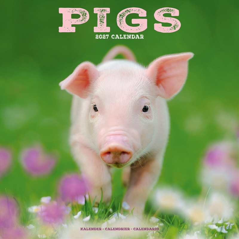 Pigs Wall Calendar 2027/Product Detail/Calendars & Diaries