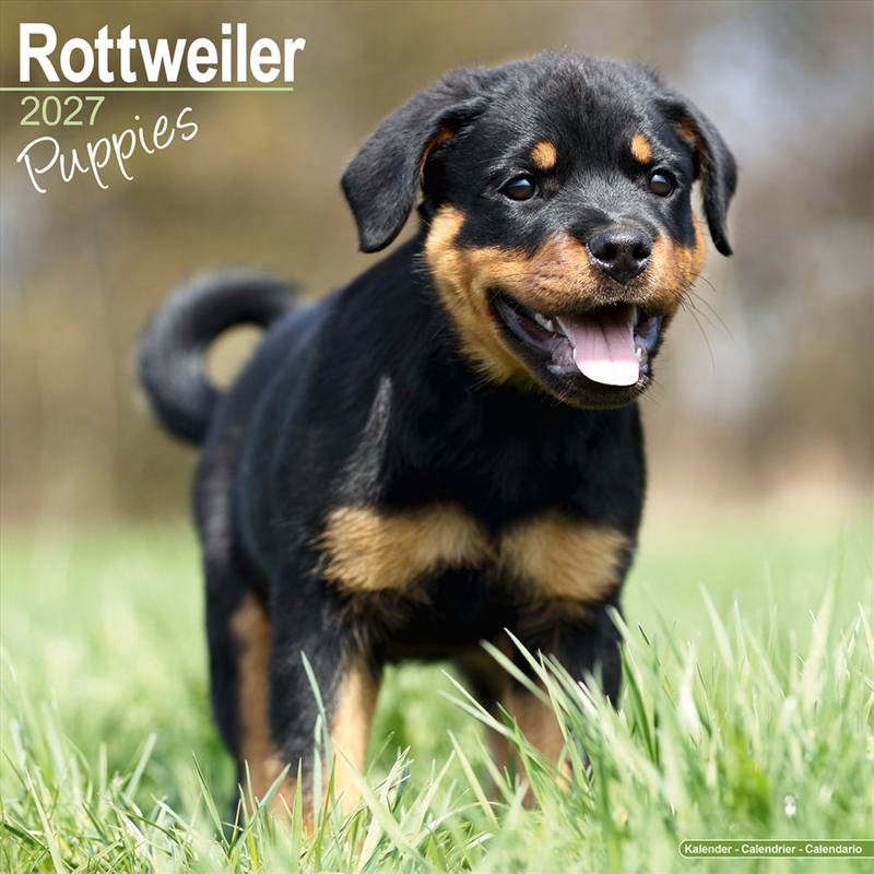 Rottweiler Puppies SS W Calendar 2027/Product Detail/Calendars & Diaries