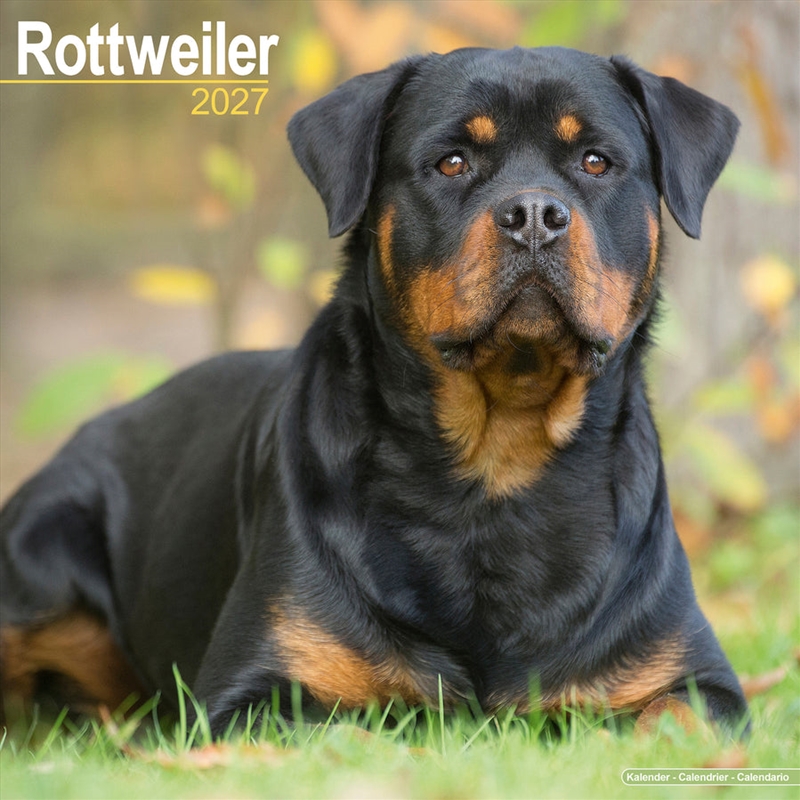 Rottweiler Wall Calendar 2027/Product Detail/Calendars & Diaries