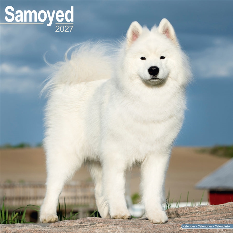 Samoyed Wall Calendar 2027/Product Detail/Calendars & Diaries