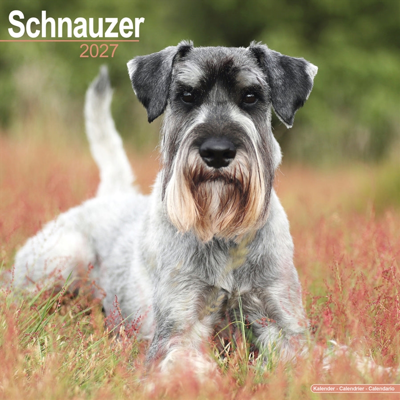 Schnauzers Wall Calendar 2027/Product Detail/Calendars & Diaries