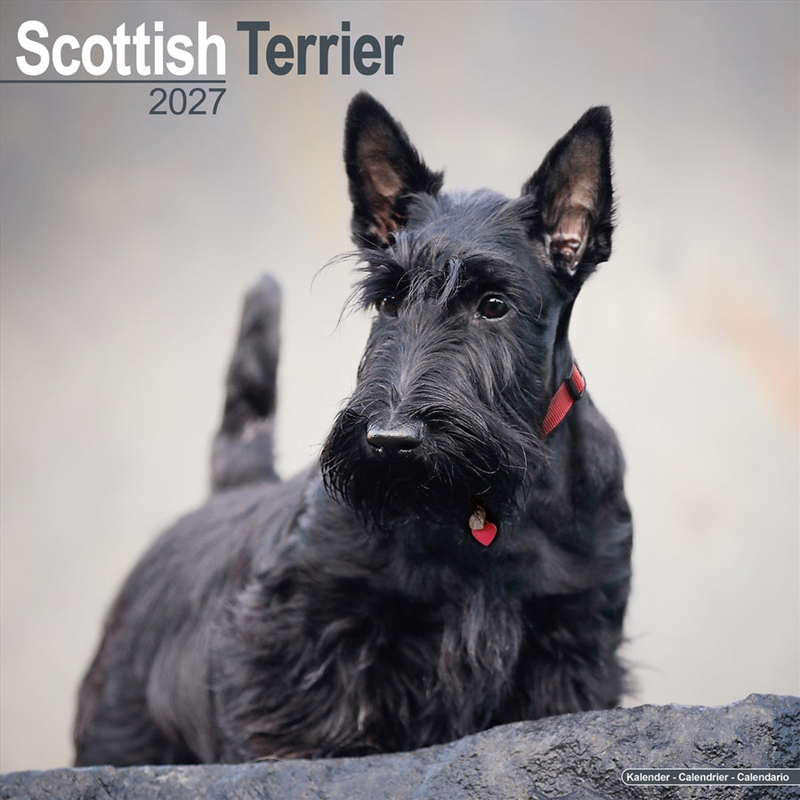 Scottish Terrier Wall Calendar 2027/Product Detail/Calendars & Diaries