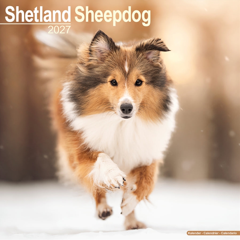 Shetland Sheepdog Wall Calendar 2027/Product Detail/Calendars & Diaries