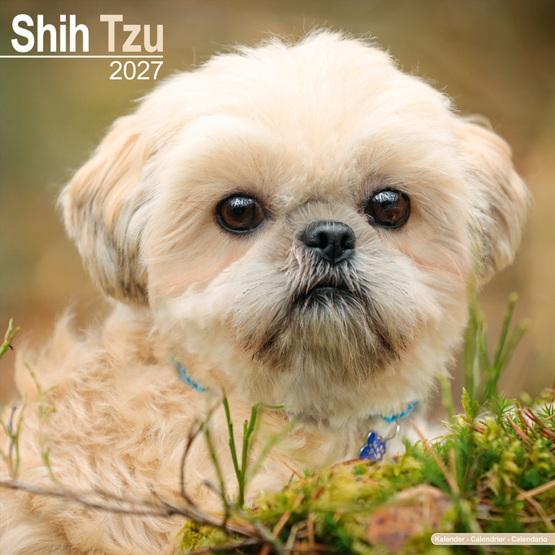 Shih Tzu Wall Calendar 2027/Product Detail/Calendars & Diaries