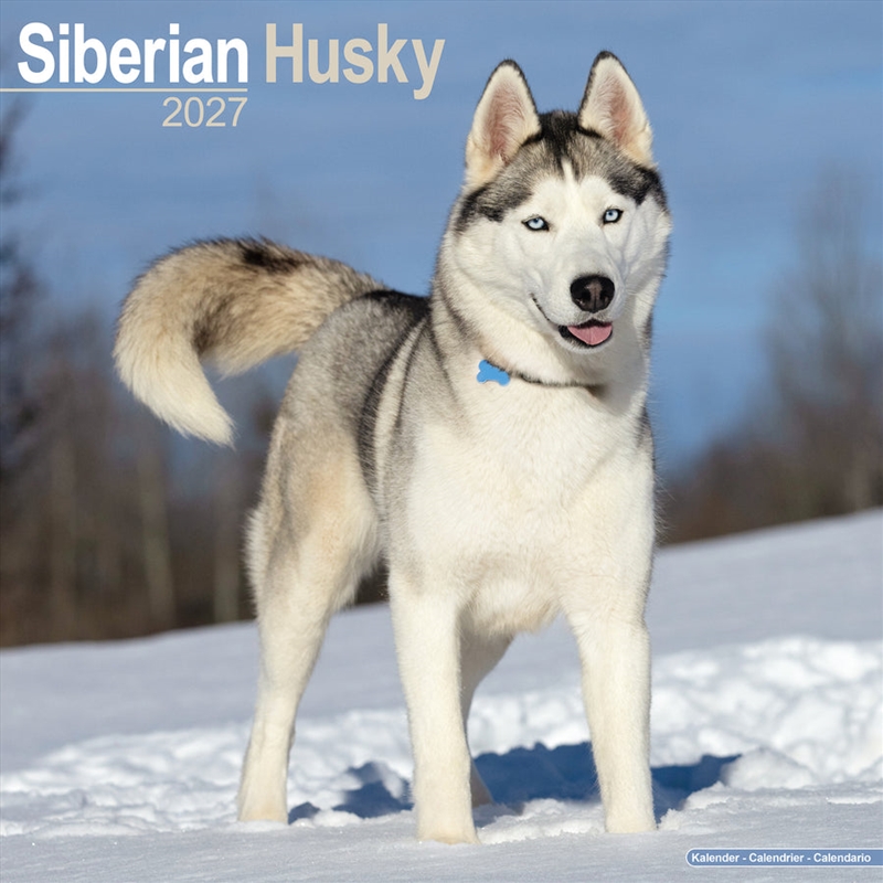 Siberian Husky Wall Calendar 2027/Product Detail/Calendars & Diaries