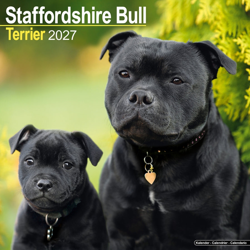 Staffordshire Bull Terrier Wall Calendar 2027/Product Detail/Calendars & Diaries