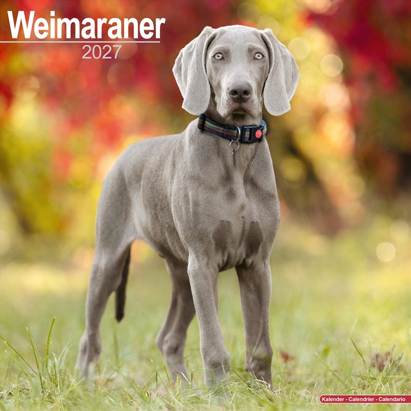 Weimaraner Wall Calendar 2027/Product Detail/Calendars & Diaries