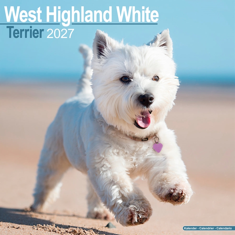 West Highland White Terrier Wall Calendar 2027/Product Detail/Calendars & Diaries