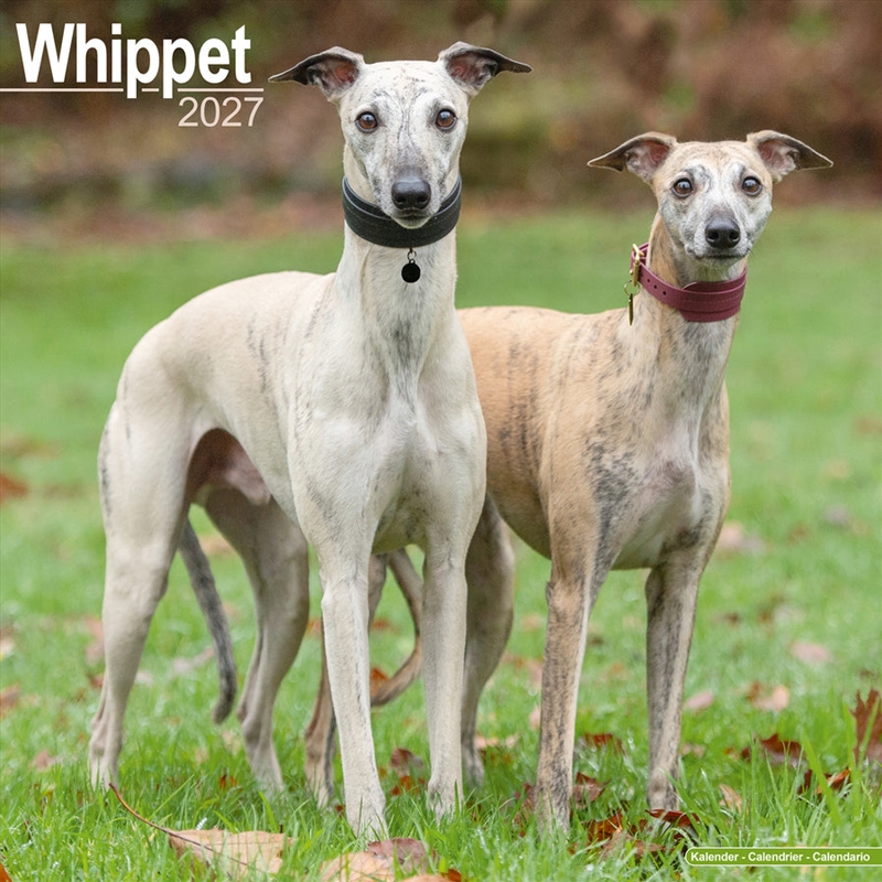 Whippet Wall Calendar 2027/Product Detail/Calendars & Diaries