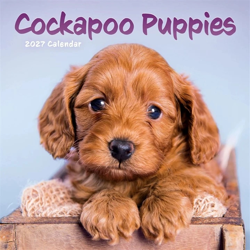 Cockapoo Puppies Mini Calendar 2027/Product Detail/Calendars & Diaries