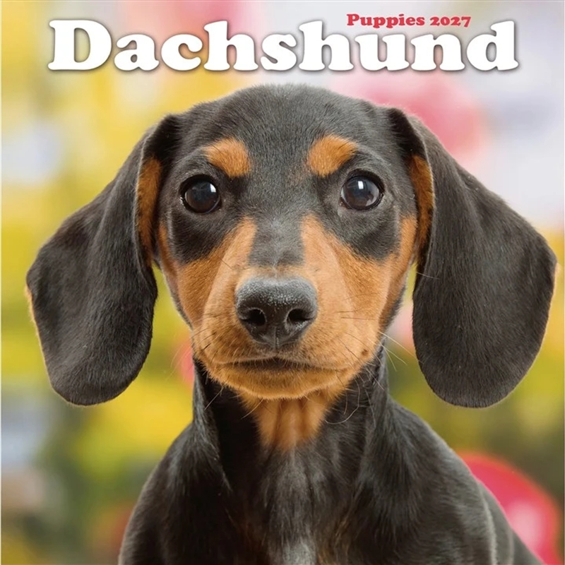 Dachshund Puppies Mini Calendar 2027/Product Detail/Calendars & Diaries