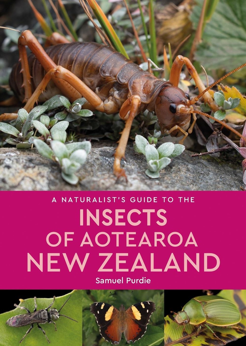 A Naturalist Guide to the Insects of Aotearoa New Zealand/Product Detail/Animals & Nature