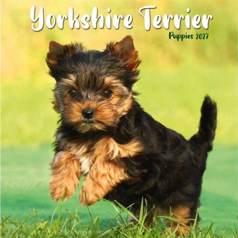 Yorkshire Terrier Puppies Mini Calendar/Product Detail/Calendars & Diaries