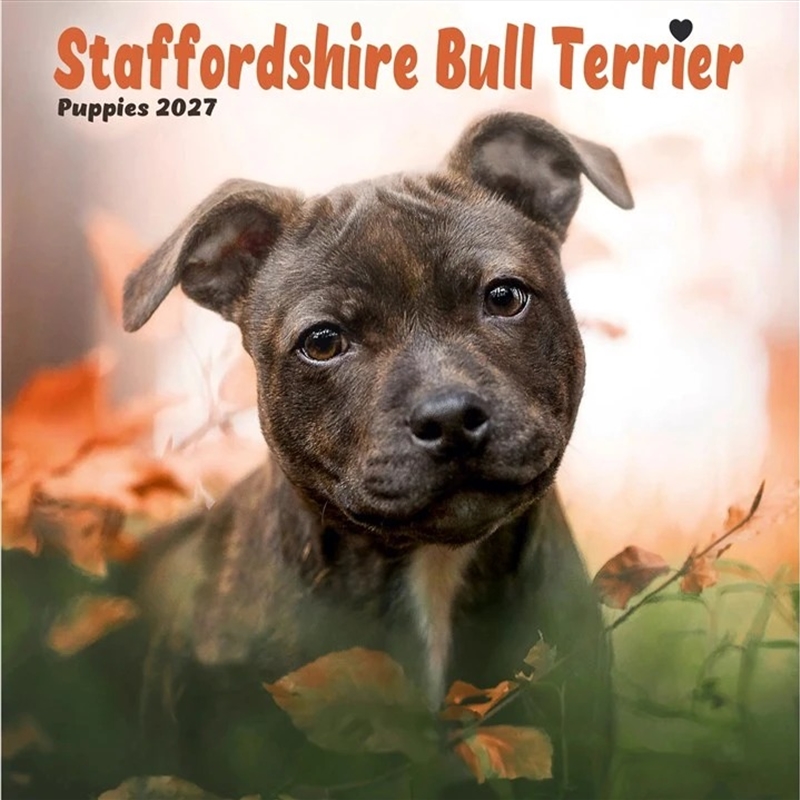 Staffordshire Bull Terrier Puppies Mini Calendar/Product Detail/Calendars & Diaries