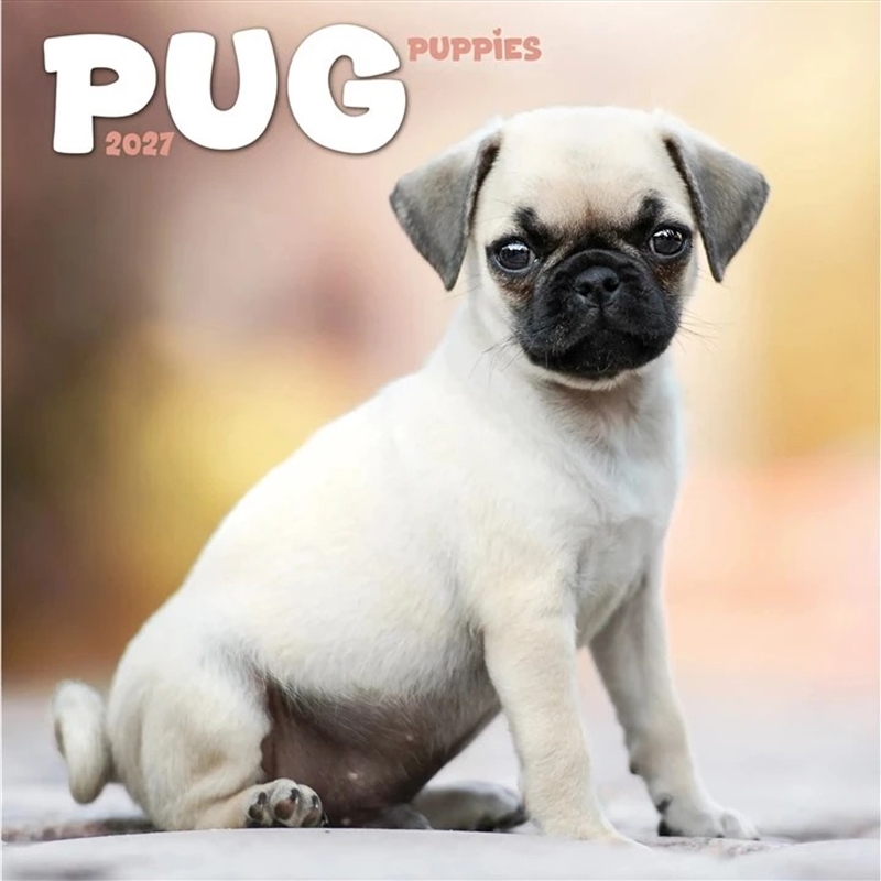 Pug Puppies Mini Calendar/Product Detail/Calendars & Diaries