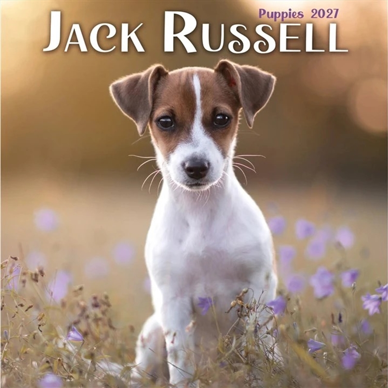 Jack Russell Puppies Mini Calendar/Product Detail/Calendars & Diaries