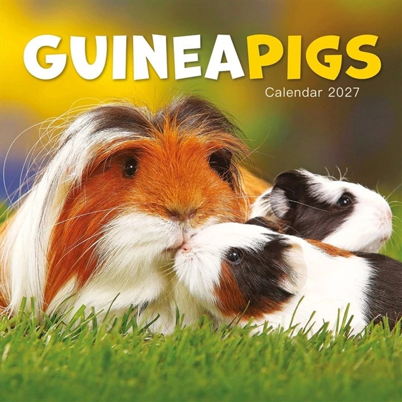 Guinea Pigs Mini Calendar/Product Detail/Calendars & Diaries