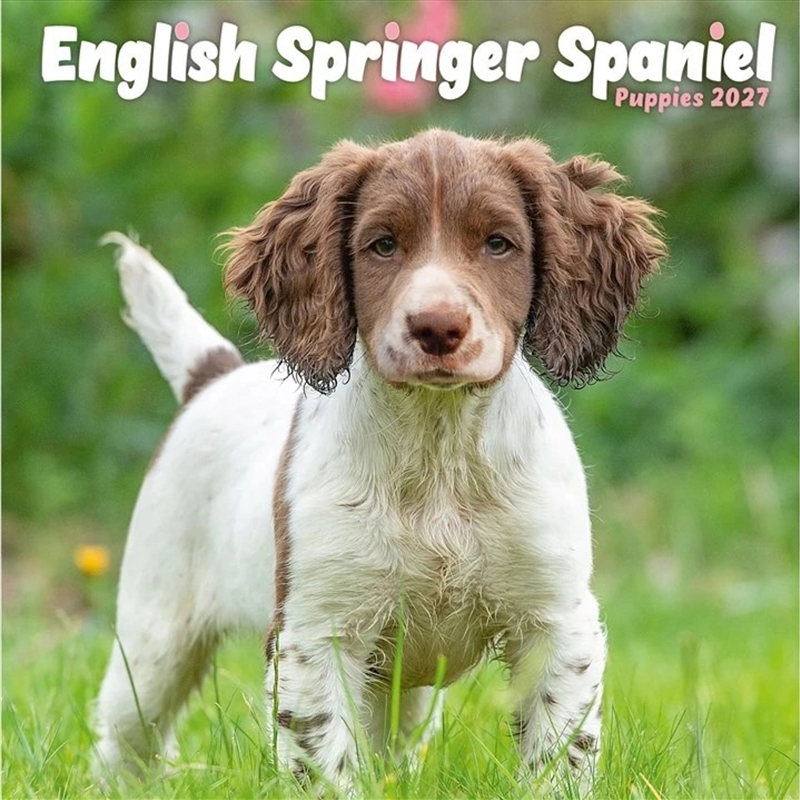 English Springer Spaniel Puppies Mini Calendar/Product Detail/Calendars & Diaries