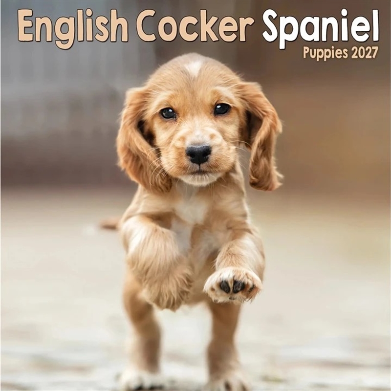 English Cocker Spaniel Puppies Mini Calendar/Product Detail/Calendars & Diaries