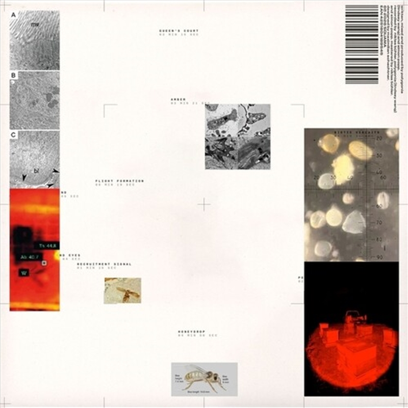 Apiformes/Product Detail/Jazz