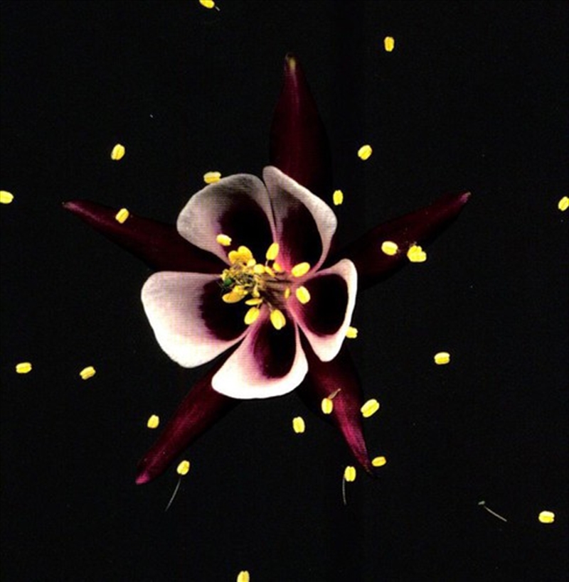 Happiness/Product Detail/Rock/Pop